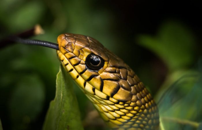 snake images photomentor