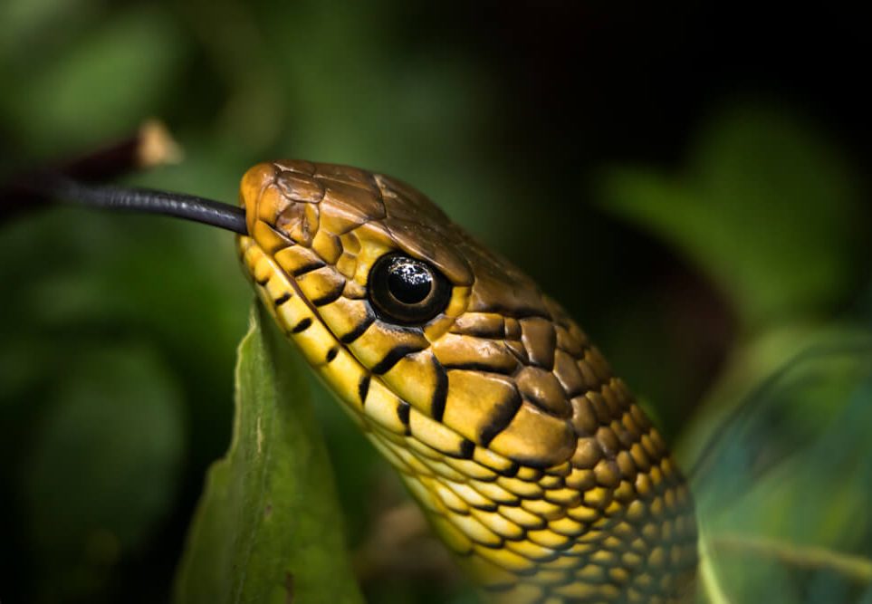 snake images photomentor