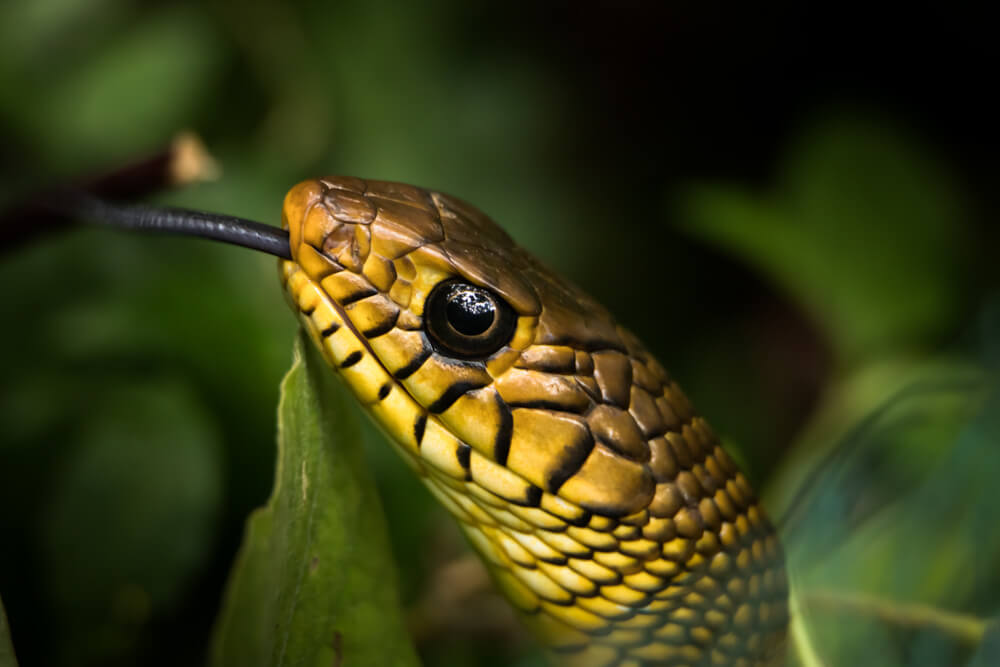 snake-images-photomentor