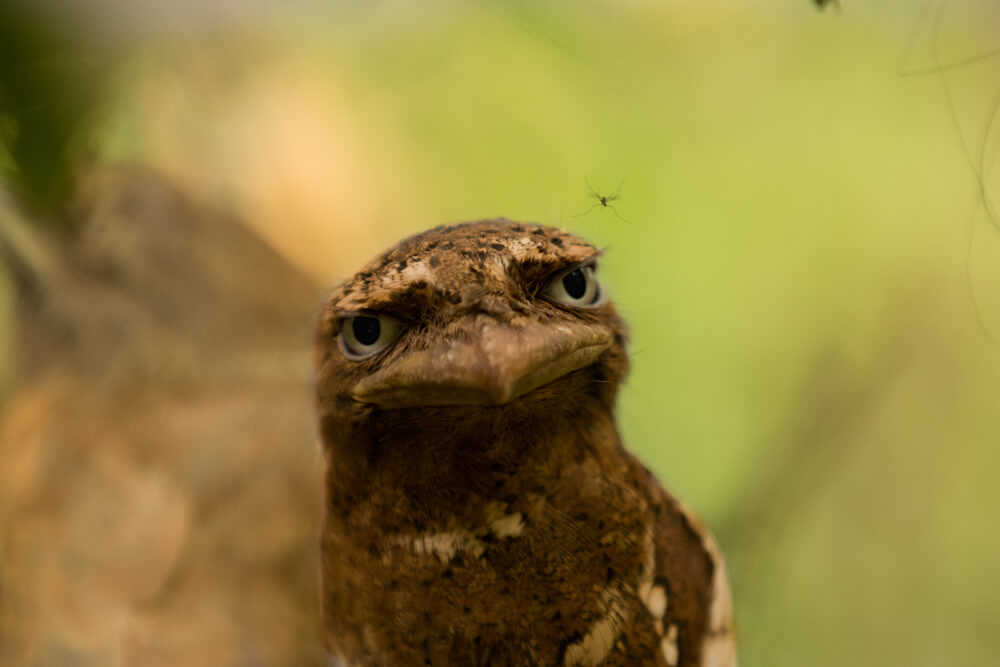 srilankan-owl-photomentor