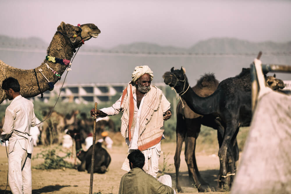 camels-in-pushkar-photomentor