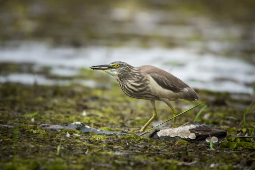 birds-pictures-photomentor