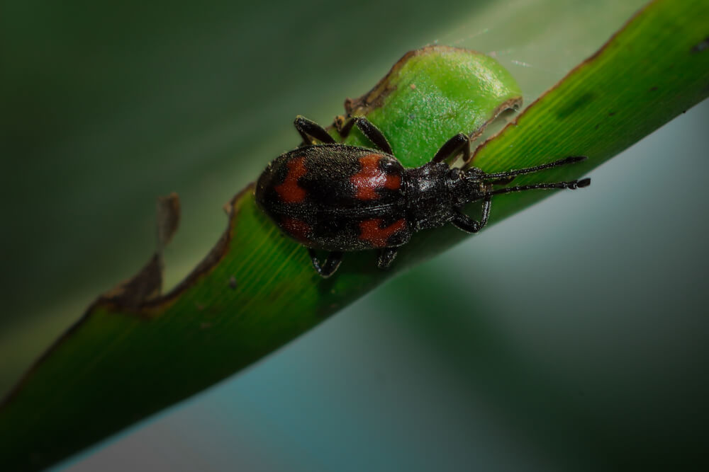 close-up-photography-black-and-red-beetle-photomentor