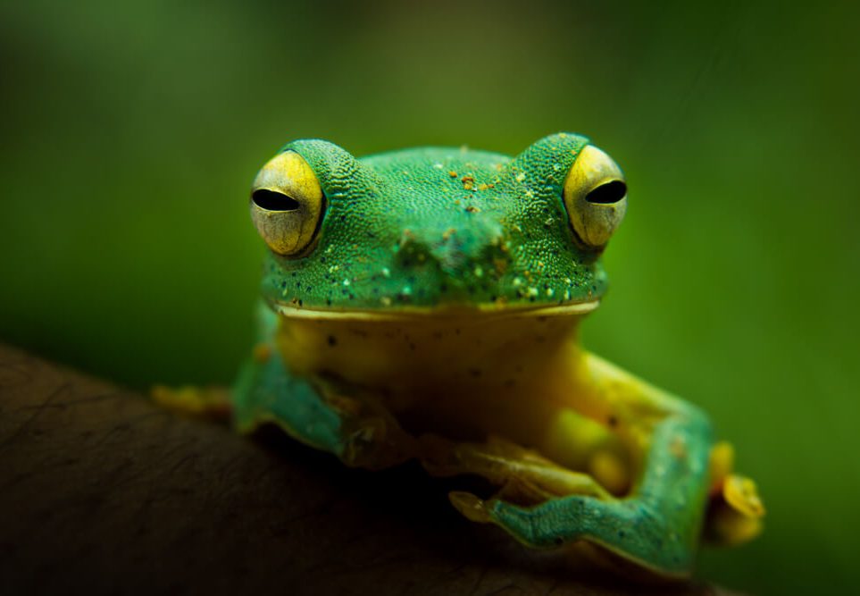 close-up-photography-flying-frog-photomentor