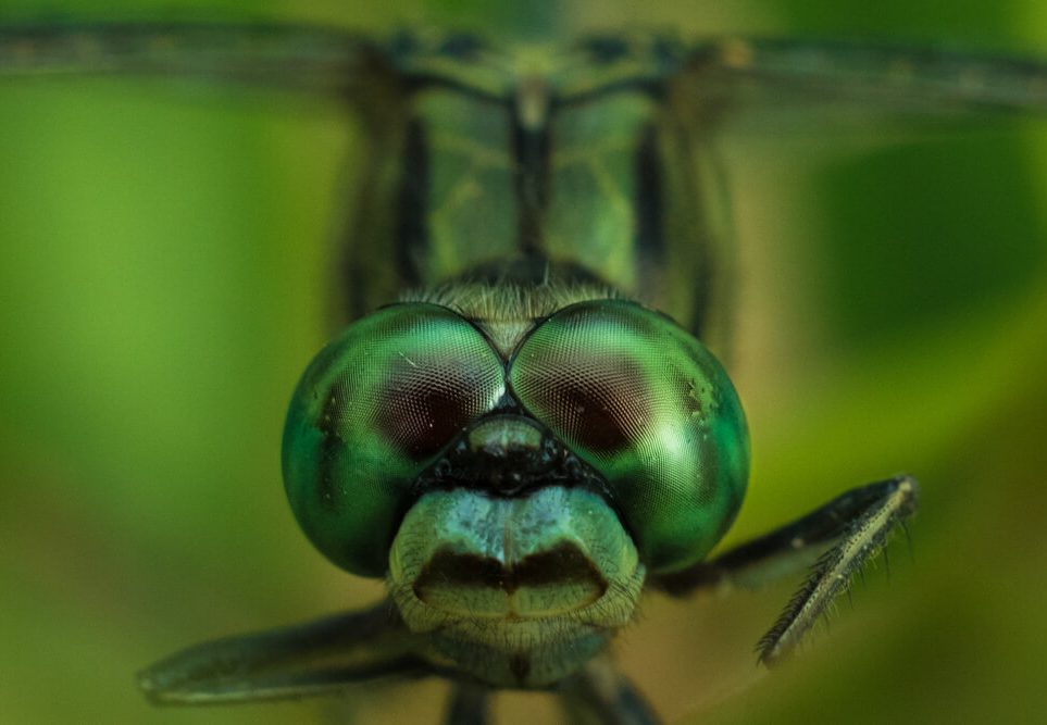 close up photography insects photomentor