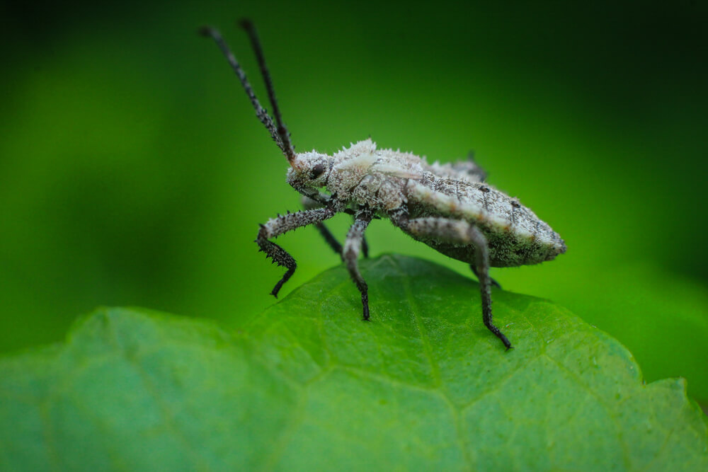 insect-photography-kerala-photomentor