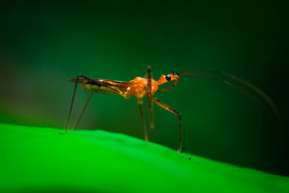 insect-photos-dendrocia-cerulea-photomentor