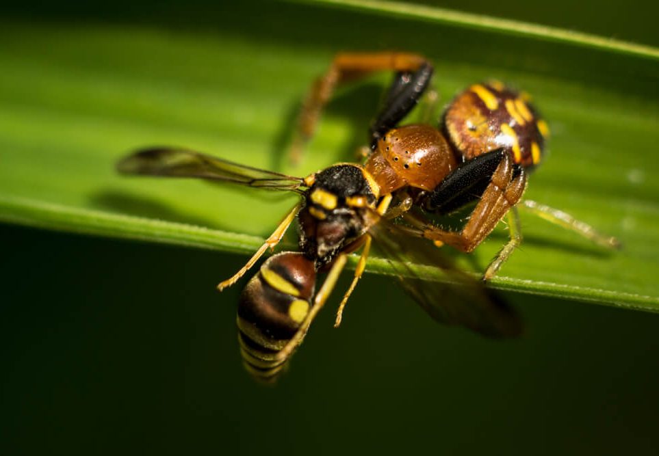 insects photography gea subaramata spider