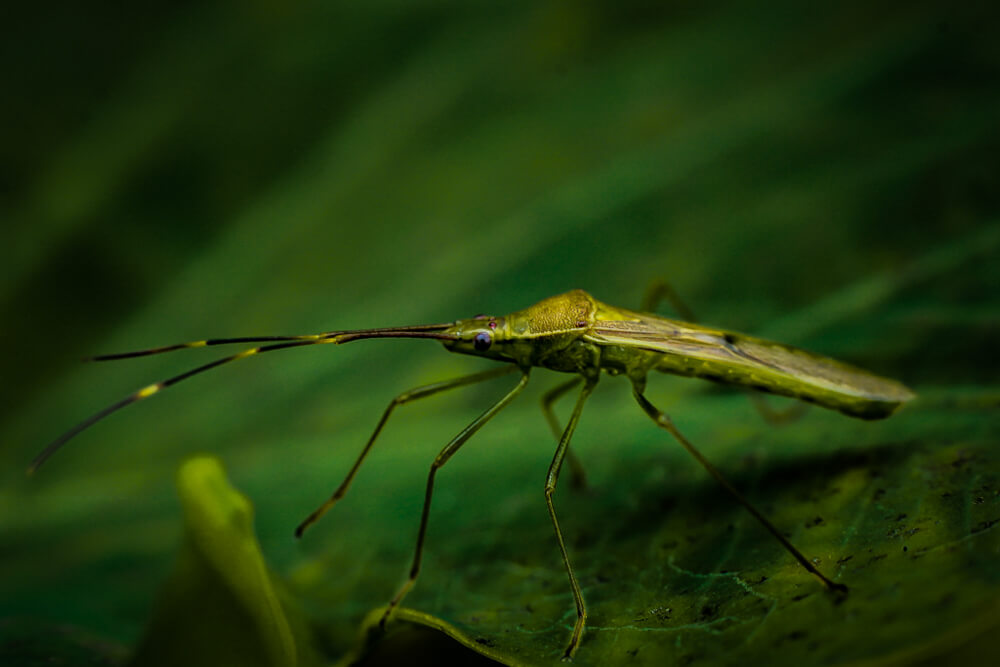 macro-insect-photography-photomentor