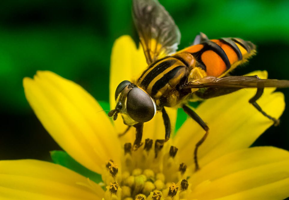 macro photography tips helophilus bug photomentor