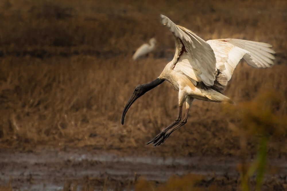 wild-photography-birds-photomentor