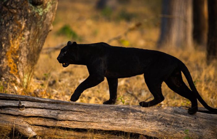 black panther wildlife photography jaganath