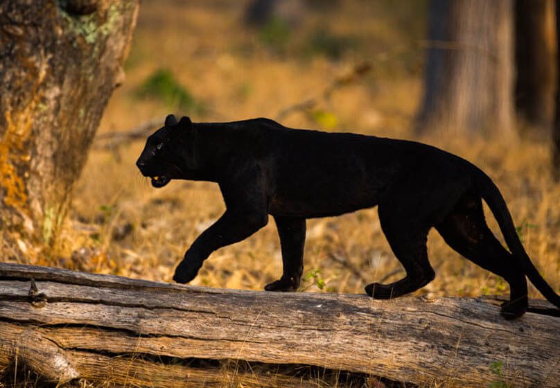 black panther wildlife photography jaganath