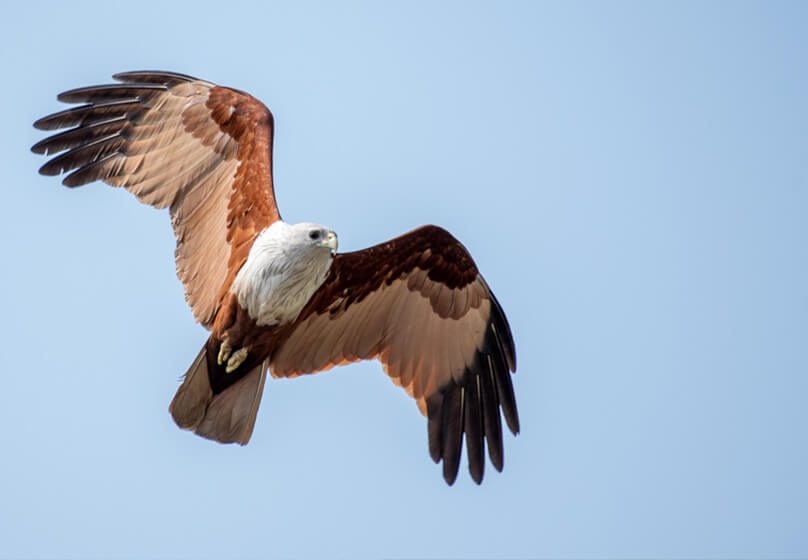 india top birds photography jaganath