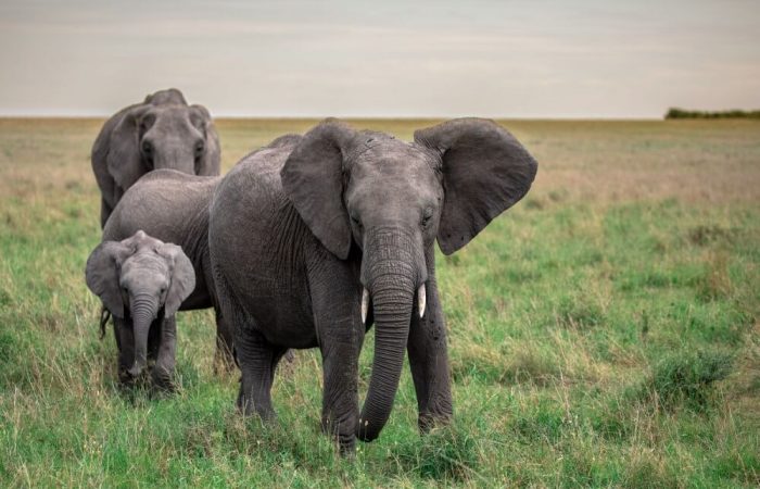 unique kenya elephant photography bhanu