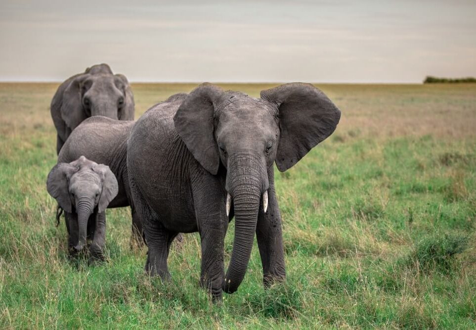 unique kenya elephant photography bhanu