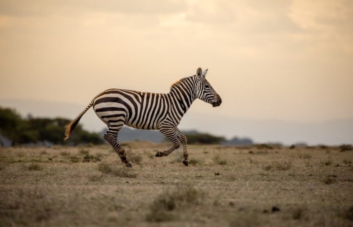 unique kenya wildlife photography bhanu