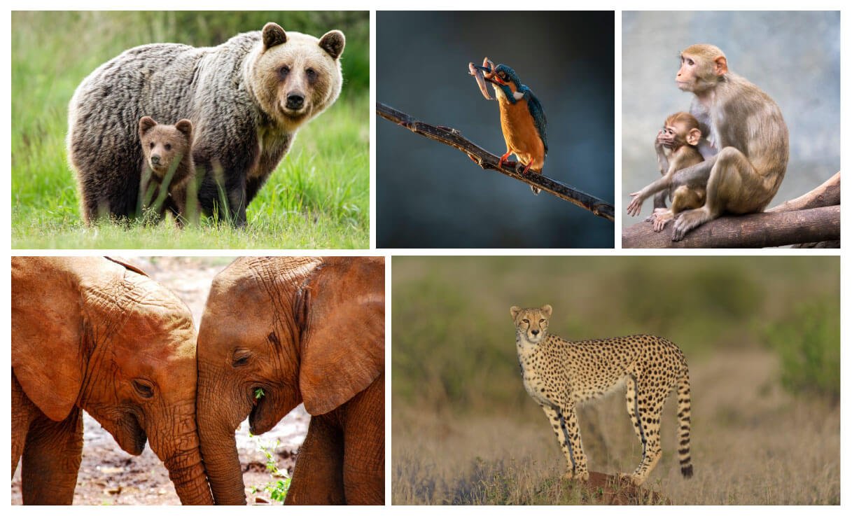 Animals and birds photography — admissions & fees information