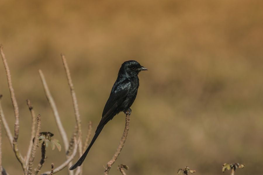 black-drango-wildlife-photography-ajayakumar s a