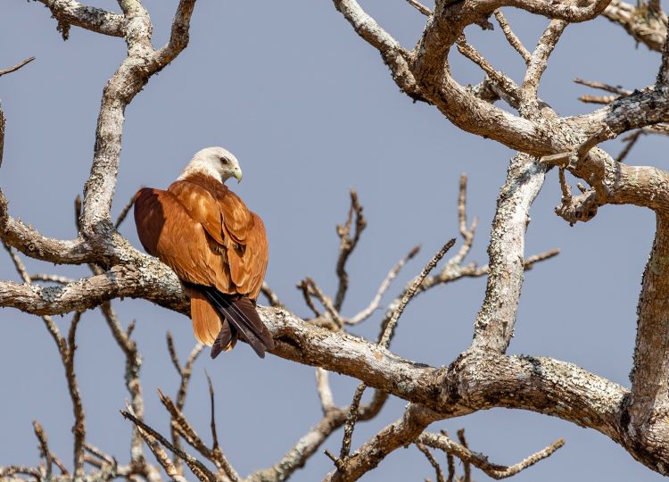 brahminy-kite-wildlife-photography-bharathi murugan