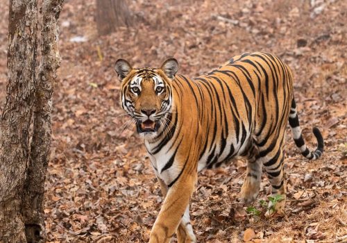 a royal Bengal tiger