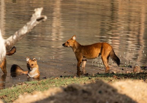 Indian dhole 