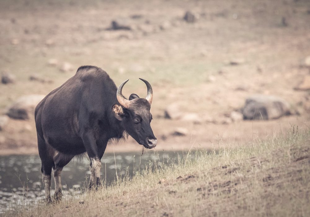 Indian gaur