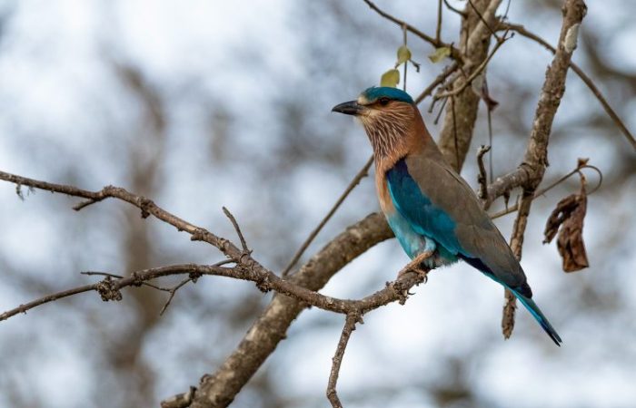 indian-roller-wildlife-photography-bharathi murugan