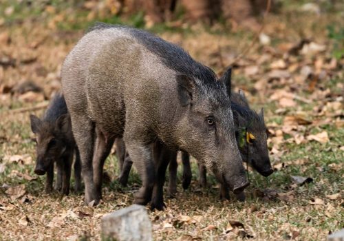 Indian wild boar