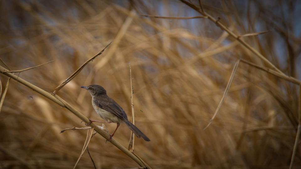 merging-wildlife-photography-basil mathew