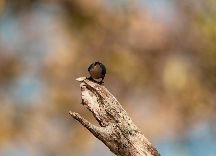 velevet-fronted-nuthatch-wildlife-photography-bharathi murugan