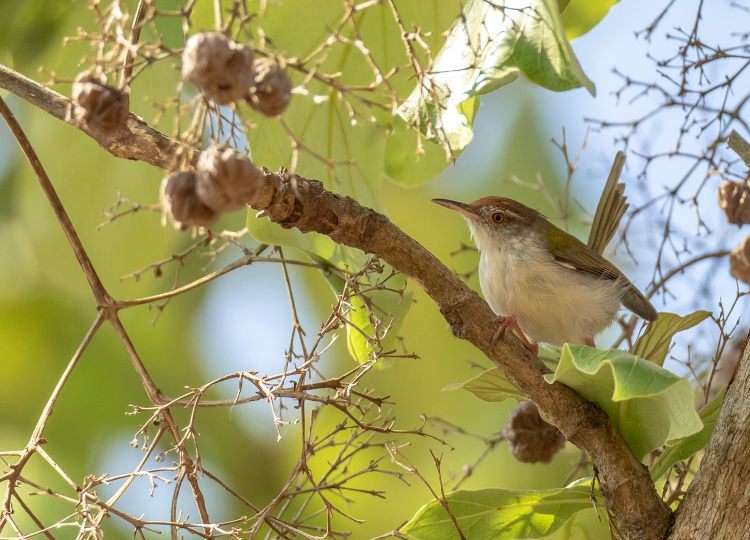 western-greenish-warbler -wildlife-photography-bharathi murugan