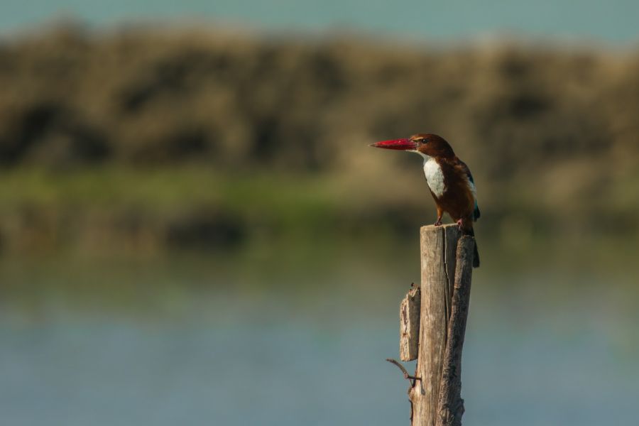 white-throated-kingfisher-wildlife-photography-ajayakumar s a