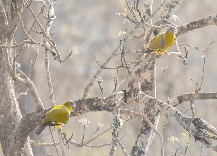 yellow-footed-green-pigeon-wildlife-photography-bharathi murugan