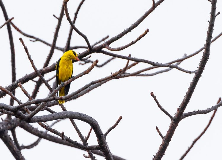 yellow-oriole-wildlife-photography-bharathi murugan