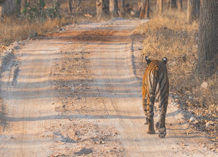 third-largest-carnivore-wildlife-photography-bharathi-murugan