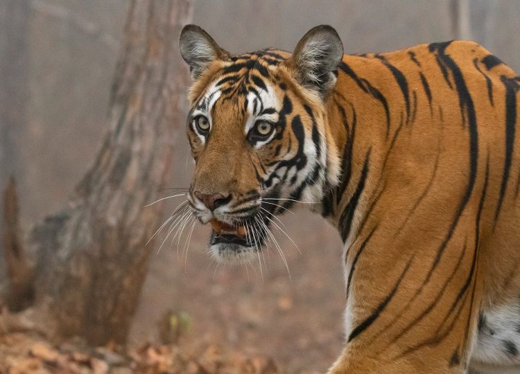 unique-big-cat-wildlife-photography-bharathi murugan