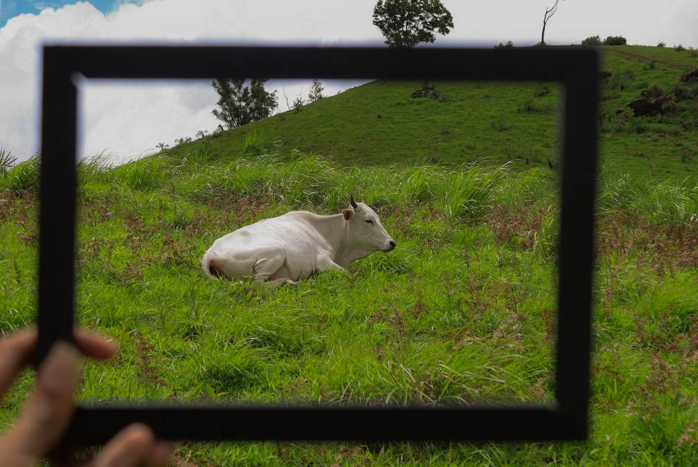 frame in frame a cow resting after eating jinto abraham kottayam creativehut