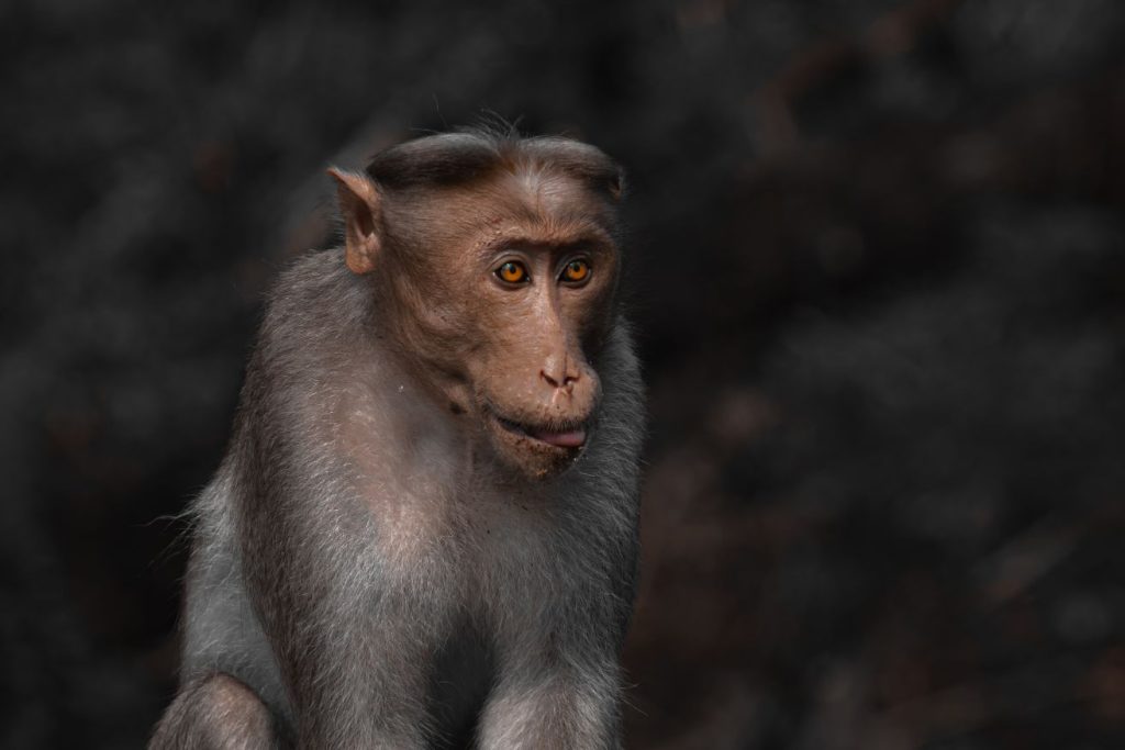 rgesus macaque