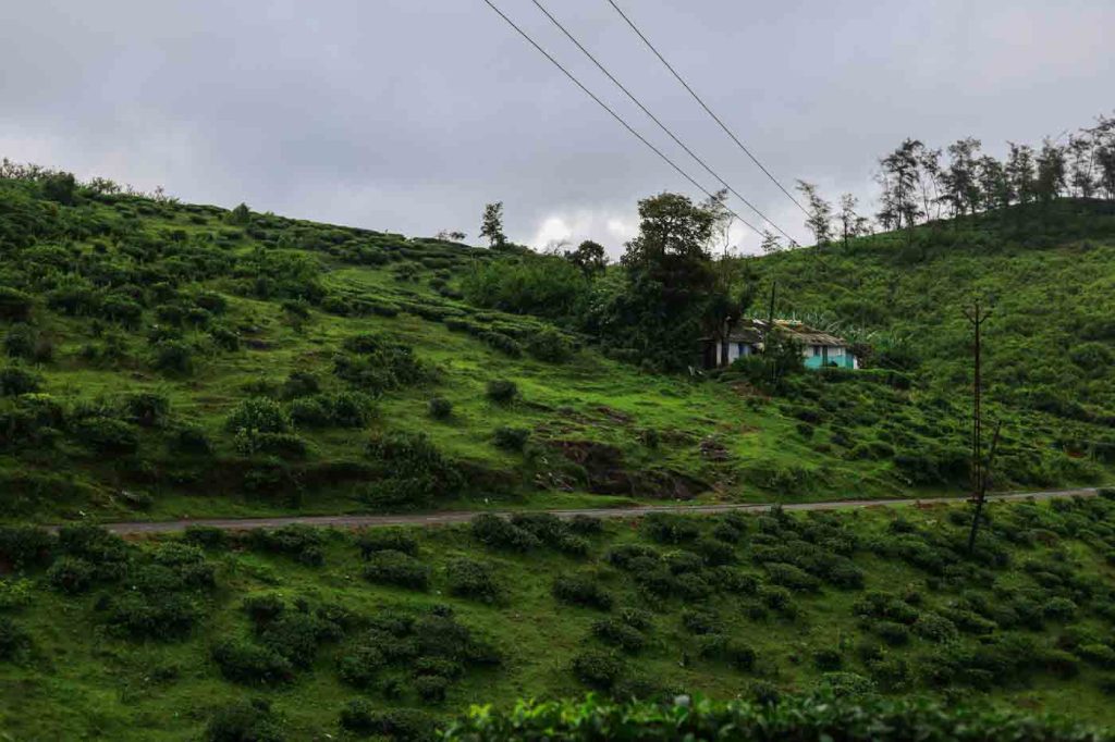 vagamon to kuttikkanam route-nature-is-not-a-place to visit it is home jinto abraham kottayam creativehut