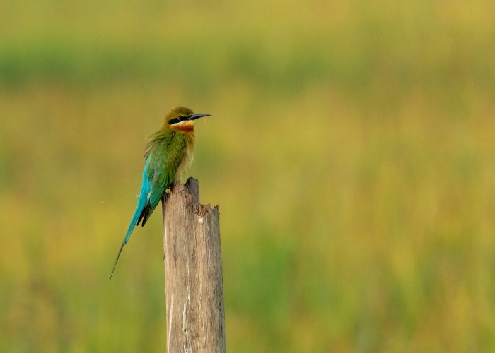 blue winged bee eater most-species-are-found-in-africa-and-asia-with-a-few-in-europe-vishnu-vijayakumar trivandrum creativehut