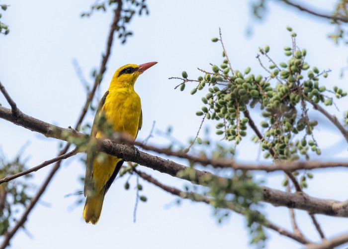 eurasian golden oriole a summer-migrant in europe and western asia vishnu vijaykumar trivandrum creativehut