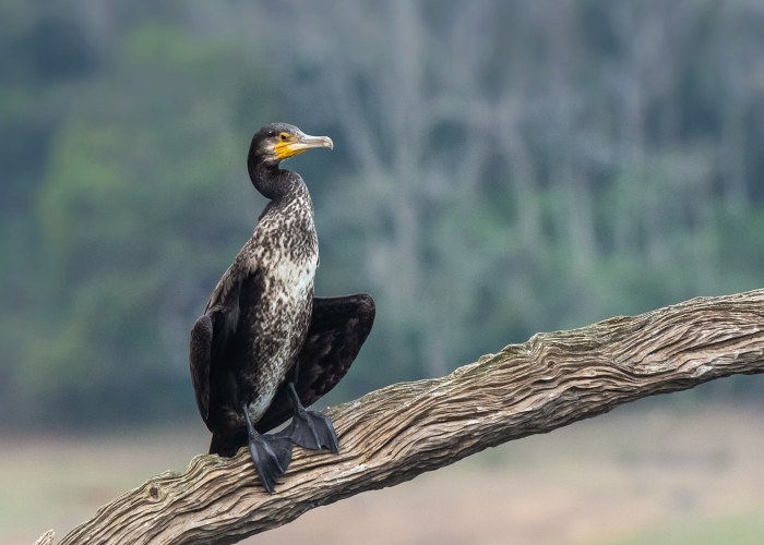 great cormorant many fisherman sees in-the-great-cormorant-a-competitor for fish vishnu vijaykumar trivadrum creativehut