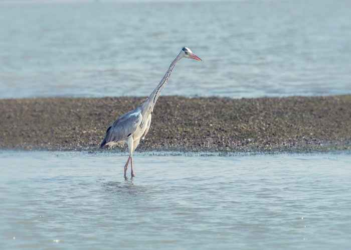 grey heron a bird of wetland areas vishnu vijayakumar trivandrum creativehut