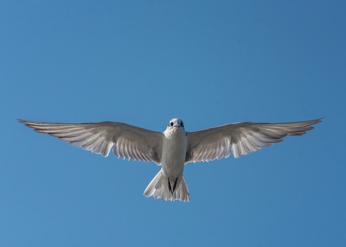 gull billed tern this american-mystery-occurs-on-all-continents-expect america vishnu vijayakumar trivandrum creativehut