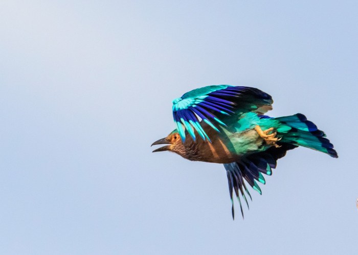 indian roller it is best known-for-its-acrobatic-displays of male vishnu vijayakumar trivandrum creativehut