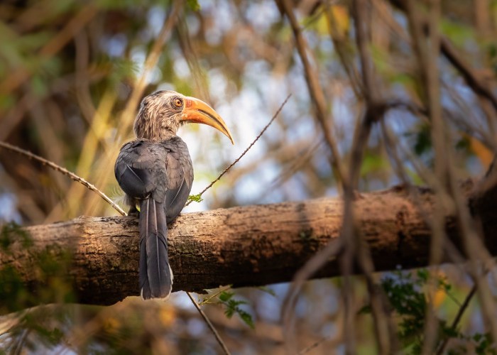 malabar grey hornbill they-have-large-beak but lack the casquie that prominent in other hornbill species vishnu vijaykumar trivandrum creativehut