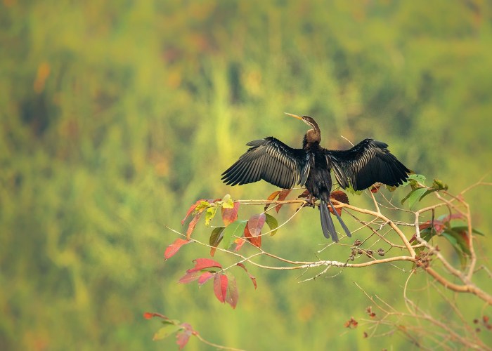 oriental darter also known-as snake bird vishnu vijakumar trivandrum creativeht