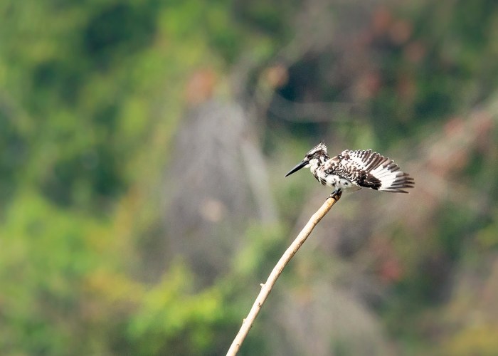 pied kingfisher it is usually hunts by vertically diving into the water to capture-fish-vishnu-vijayakumar trivandrum creativehut