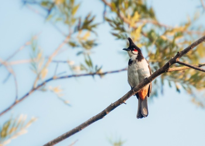 red whiskered bulbull a passerine bird of asia vishnu-vijayakumar trivandrum creativehut